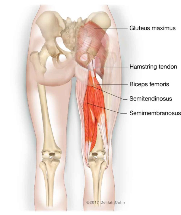 Hamstring Injuries Biceps Femoris Semitendinosus Semimembranosus 6595