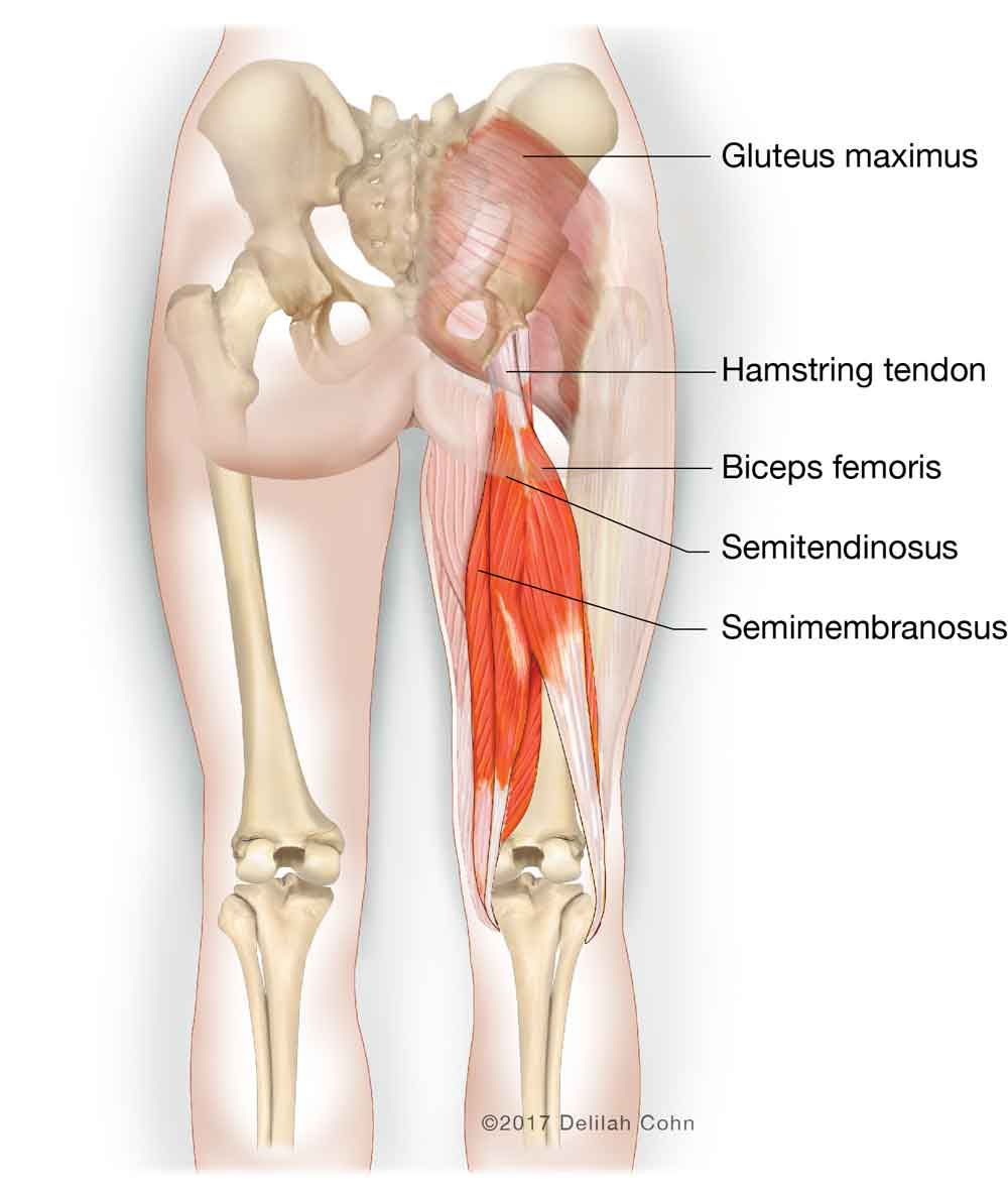 biceps femoris tendon pain